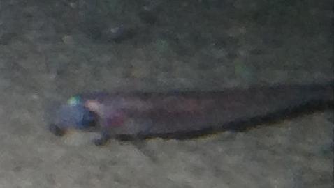 Las criaturas halladas van desde peces hasta crustáceos