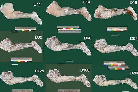 Evolución del tejido de la pierna momificada