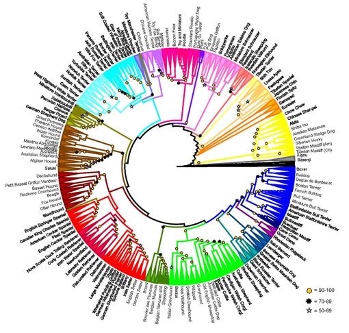 El árbol evolutivo de los perros