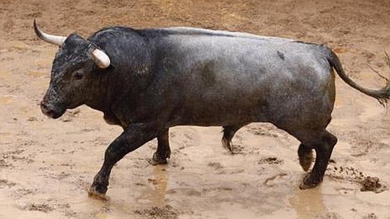 Tercero, Galapagueño