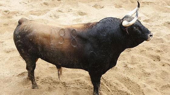 Quinto toro