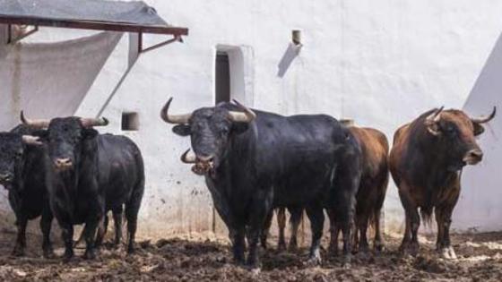 Toros para esta tarde