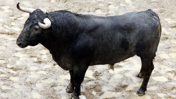 Primer toro