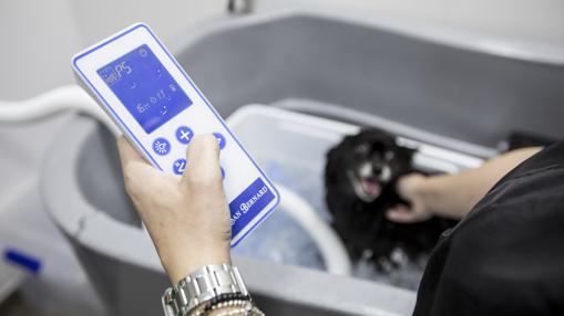 Un perro recibe un tratamiento en el spa canino Pop Dog, en Valencia
