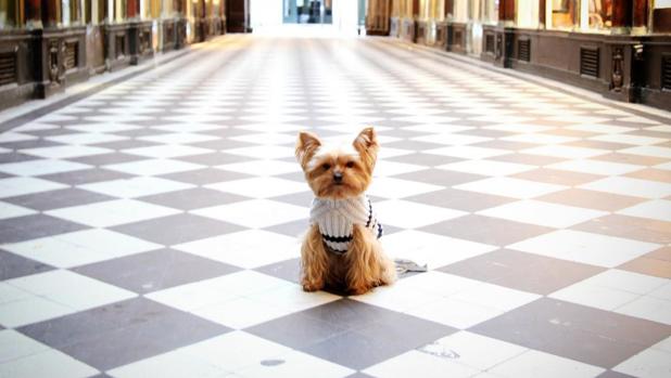 La vida de lujo llega ahora a los perros asiáticos