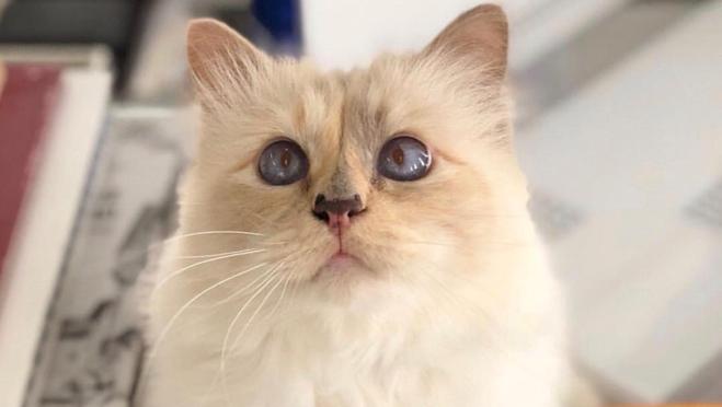 Choupette,la gata de Karl Lagerfeld