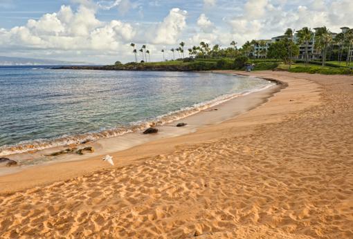 Un detalle de Kapalua Bay Beachm en Hawai