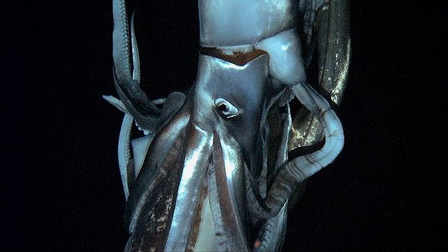 El calamar gigante fotografiado en Japón (Foto: AFP)