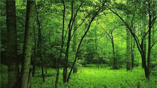 Honduras pierde anualmente el 3% de sus bosques por la tala ilegal, los incendios y el consumo de leña
