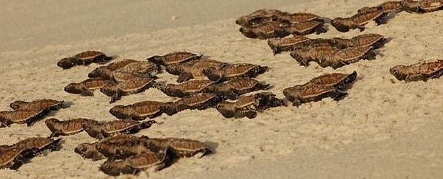 La extraña vida sexual de las tortugas