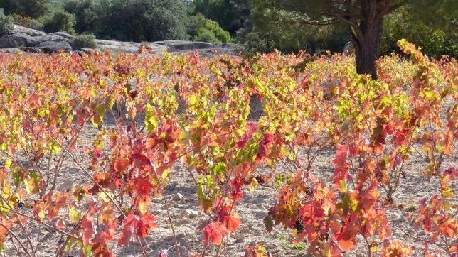 Las 21 bodegas de Madrid que puedes visitar