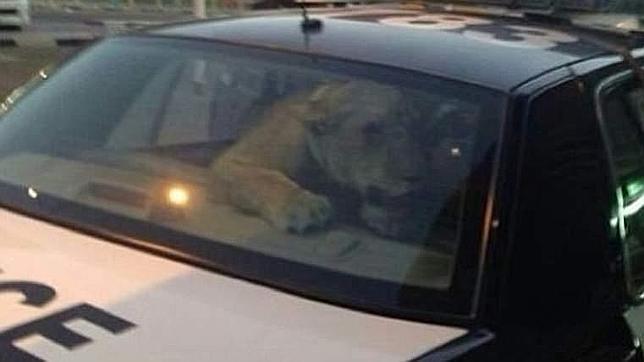 Un león se cuela en una zona comercial de Kuwait