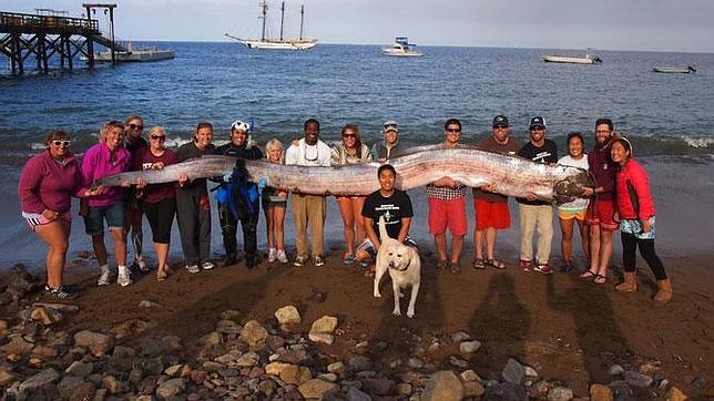 Monstruos marinos gigantes, el mito se hace realidad en California