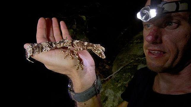 Descubren un «mundo perdido» con nuevas especies en Australia