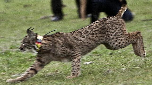 La población de lince ibérico alcanzó los 319 ejemplares en Andalucía en 2013