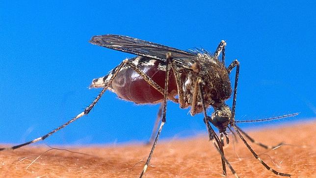Se investiga el posible uso de mosquitos infectados con malaria como armas durante la Segunda Guerra Mundial