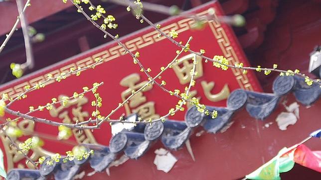 La fiesta de «Qingming» celebra la llegada de los brotes verdes