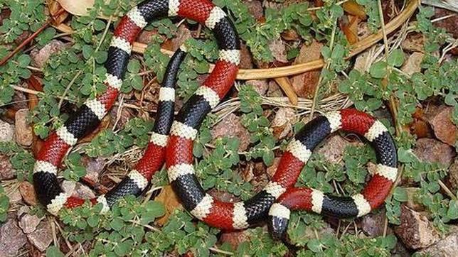 El Coralillo es una víbora muy colorida altamente venenosa