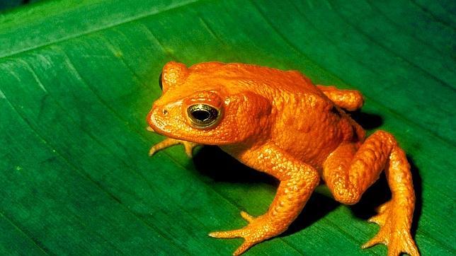 Diez especies de fauna y flora que se han extinguido en los últimos 15 años