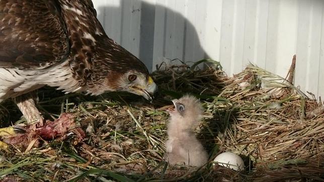 El plan busca reforzar la población de águila de Bonelli en territorios históricamente ocupados por la especie, como Álava, Madrid y Navarra, y recuperarla en Mallorca