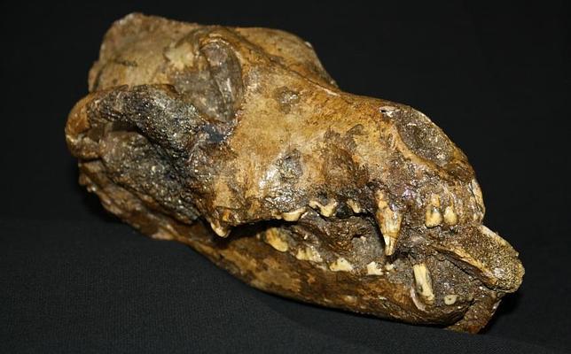 Los perros llevaron a los mamuts a la tumba