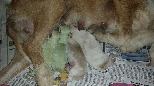 Dos perros verdes nacen en un municipio de Valladolid