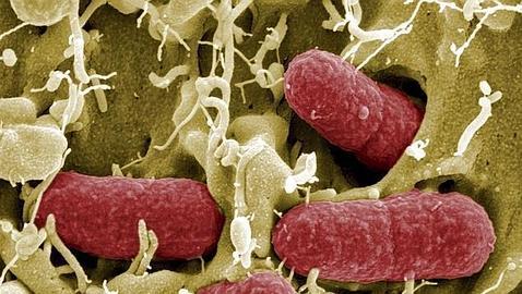 Se cree que en el organismo hay 10 veces más microbios que células. Muchos de ellos están en el intestino