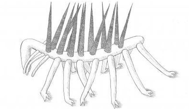 Reconstrucción del Hallucigenia sparsa cuyo fósil fue descubierto las lutitas de Burgess, Canadá