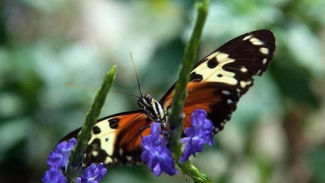Una mariposa del mariposario Selva Viva de Bello, Antioquia (Colombia)