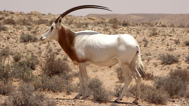 Entre las especies registradas en obras de arte de finales del periodo predinástico (antes del 3100 aC) que ya no se encuentran en Egipto están leones, perros salvajes, elefantes, antílopes oryx y jirafas