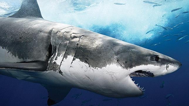 Ál menos seis personas han fallecido por el ataque de un tiburón