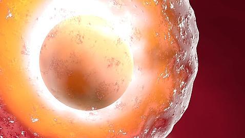 En cada ciclo menstrual se pierden unos 1.000 ovocitos