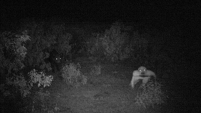 En la captura, se observa a un jabalí a la izquierda y a la misteriosa criatura a la derecha