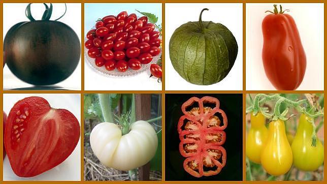 Amarillos, blancos o negros… los tomates más originales del mercado