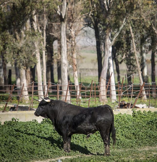 Toro de lidia en Medina Sidonia