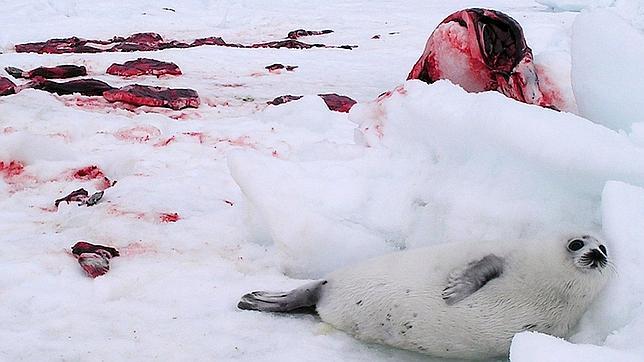 El 90% de las focas cazadas se destinan a la industria peletera, no se aprovechan sus cuerpos: no se consume su carne, denuncia IFAW