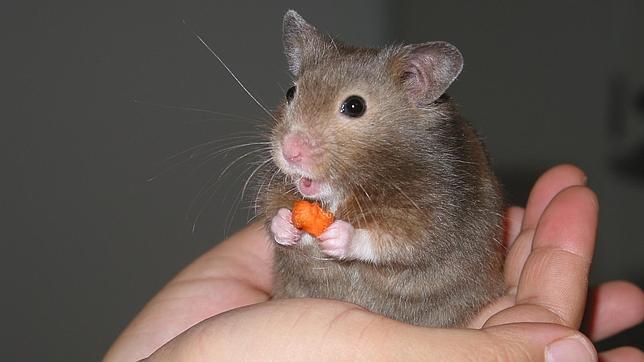 Hamster Un Pequeno Gran Companero