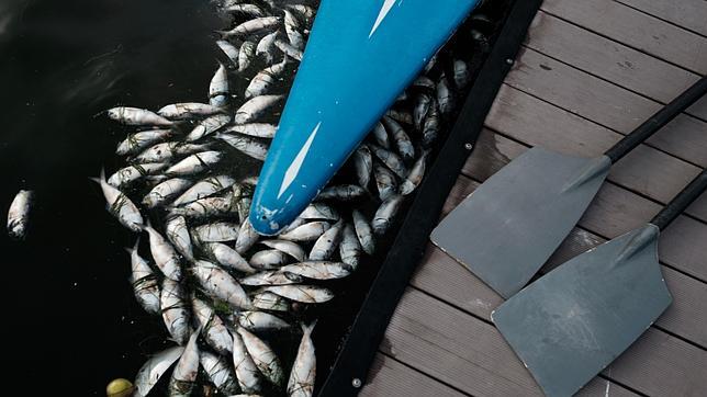 Los peces muertos en la laguna de «Rodrigo Freitas»