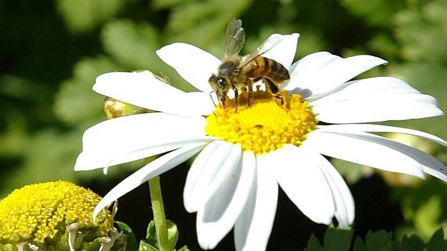 Los himenópteros se "enganchan" a los pesticidas, aunque a la larga los envenenen