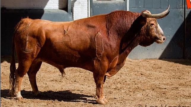 Primer toro de la tarde