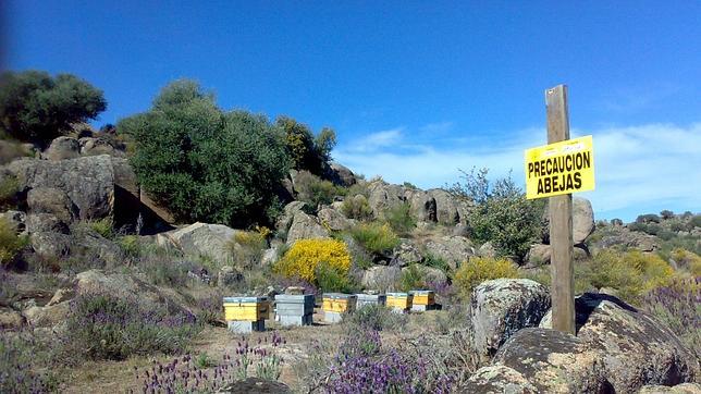 La abeja melífera se adapta a cualquier tipo de flora y cuando elige una determinada especie vegetal trabajan con ella hasta que agotan sus reservas de néctar y polen