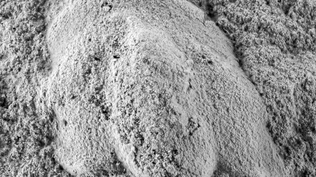 Imagen del trilobite encontrado