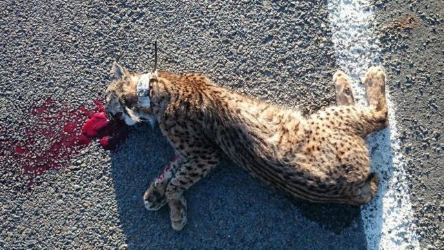 El atropello se ha convertido en la principal causa de muerte del lince ibérico en Doñana
