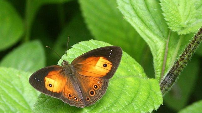 Hasta el 28% de las especias de mariposas de la Península Ibérica podrían estar sin descubrir