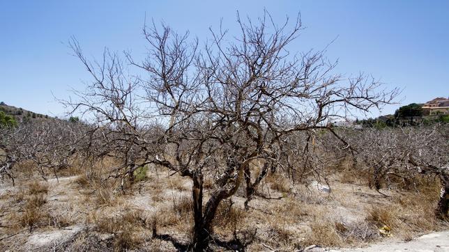 Árboles secos en un campo desolado por la sequía en la Vega Baja alicantina
