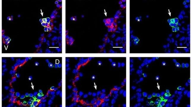 Imagen de algunas de estas células. Los investigadores aseguran gracias a esto será más fácil obtener células madre