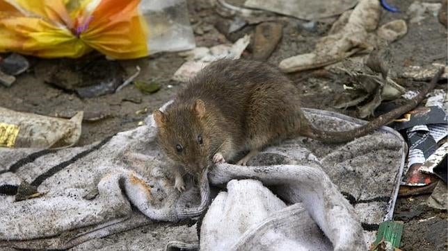 Una rata olisquea un calcetín en una calle de Madrid capital