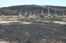 Unos trabajos forestales, posible causa del fuego que arrasó 1.100 hectáreas en Segovia