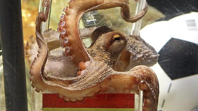 El pulpo Paul tendrá una calle con su nombre en la isla de Elba