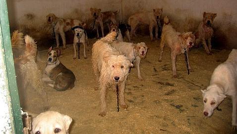 El maltrato animal sin saña ya es delito